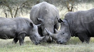 rhino wildlife
