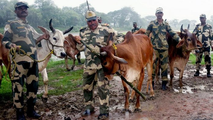 3 BSF jawans injured in firing by cattle smugglers on Indo-Bangladesh  international border. Arrest of a smuggler | APN News